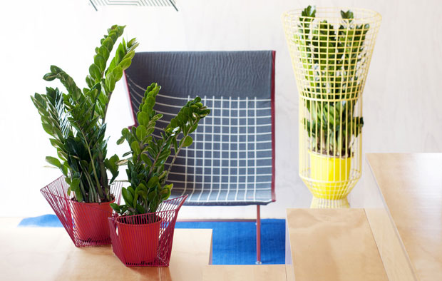 Афричка палма 
